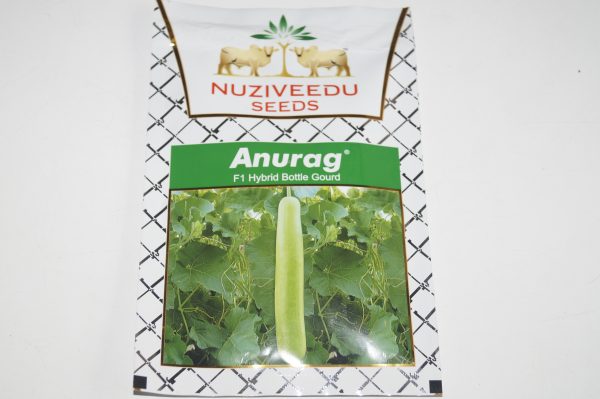 BOTTLEGOURD NUZIVEEDU ANURAG 10GM