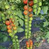 Sakata Cherry tomato Red beauty 2gram - Image 4