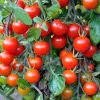 Sakata Cherry tomato Red beauty 2gram - Image 3