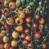 Sakata Cherry tomato Red beauty 2gram - Image 2